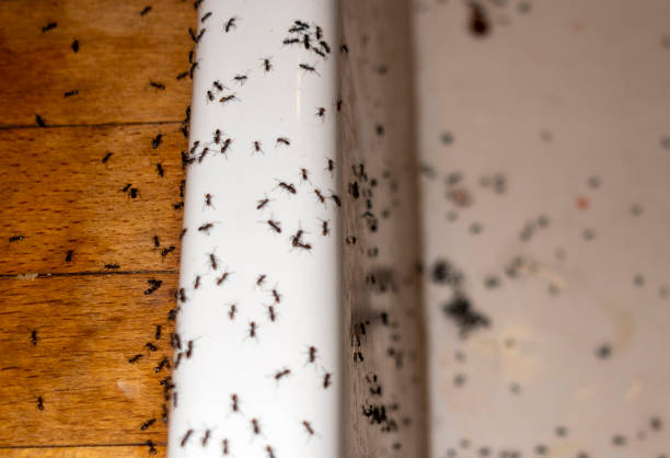 Flea Control Services in The Pinehills, MA