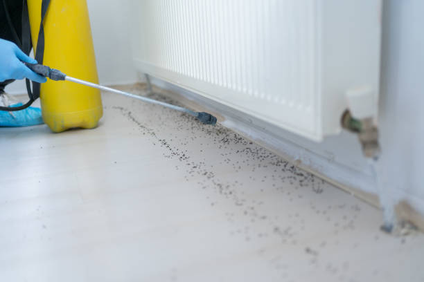 Reliable The Pinehills, MA Pest Control Solutions
